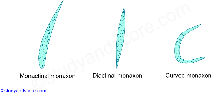 spicules, skeleton in sponges, porifera, tetraxon, monaxon, triaxon, development of spicules